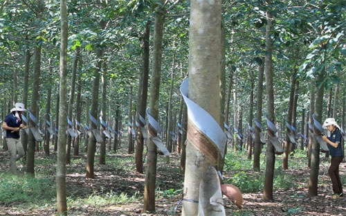 Giá “vàng trắng” tăng trở lại, người trồng hào hứng đón Tết